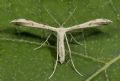 Hellinsia lienigiana/us